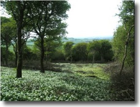 coppice with standards